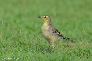 Citrine Wagtail-240309-218MSDCF-FYP09005-W.jpg (1985 visits) Citrine Wagtail at NSRCC Kranji Citrine Wagtail-240309-218MSDCF-FYP09005-W.jpg