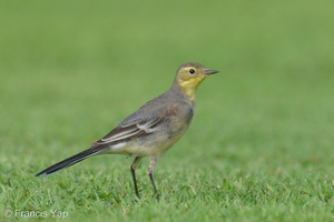 Citrine Wagtail-240309-218MSDCF-FYP09447-W.jpg (2032 visits) Citrine Wagtail at NSRCC Kranji Citrine Wagtail-240309-218MSDCF-FYP09447-W.jpg