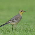 Citrine_Wagtail-240309-218MSDCF-FYP09447-W.jpg