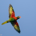 Coconut_Lorikeet-200917-118MSDCF-FYP02189-W.jpg