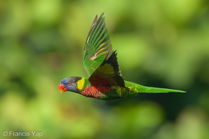 Coconut Lorikeet-210520-110MSDCF-FRY08134-W.jpg (4613 visits) Coconut Lorikeet at Bukit Drive Coconut Lorikeet-210520-110MSDCF-FRY08134-W.jpg