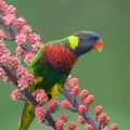 Coconut Lorikeet-240416-224MSDCF-FYP09093-W.jpg