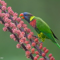 Coconut Lorikeet-240416-224MSDCF-FYP09318-W.jpg