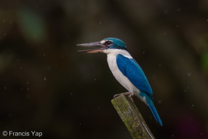 Collared Kingfisher-110128-106EOS7D-IMG_1030-W.jpg (4636 visits) Collared Kingfisher at Mandai Mudflats Collared Kingfisher-110128-106EOS7D-IMG_1030-W.jpg