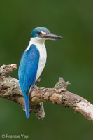 Collared Kingfisher-140628-117EOS1D-FY1X3942-W.jpg (4611 visits) Collared Kingfisher at Bidadari Collared Kingfisher-140628-117EOS1D-FY1X3942-W.jpg