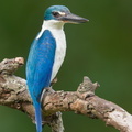 Collared_Kingfisher-140628-117EOS1D-FY1X3942-W.jpg