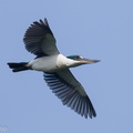 Collared_Kingfisher-210227-100MSDCF-FRY02197-W.jpg