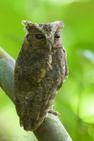 Collared Scops Owl-120727-100EOS1D-FY1X1059-W.jpg (1800 visits) Collared Scops Owl at MacRitchie Boardwalk Collared Scops Owl-120727-100EOS1D-FY1X1059-W.jpg