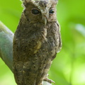 Collared_Scops_Owl-120727-100EOS1D-FY1X1059-W.jpg