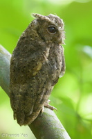 Collared Scops Owl-120727-100EOS1D-FY1X1133-W.jpg (1855 visits) Collared Scops Owl at MacRitchie Boardwalk Collared Scops Owl-120727-100EOS1D-FY1X1133-W.jpg