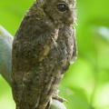 Collared Scops Owl-120727-100EOS1D-FY1X1133-W.jpg