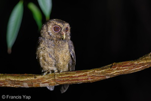 Collared Scops Owl-160726-102EOS1D-F1X24749-W.jpg (1812 visits) Collared Scops Owl at Singapore Botanic Gardens Collared Scops Owl-160726-102EOS1D-F1X24749-W.jpg