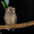 Collared_Scops_Owl-160726-102EOS1D-F1X24749-W.jpg