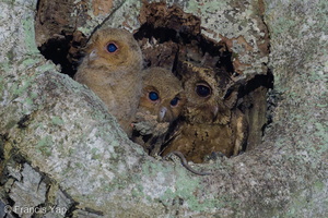 Collared Scops Owl-240508-227MSDCF-FYP08192-W.jpg (1901 visits) Collared Scops Owl at Telok Blangah Rise Collared Scops Owl-240508-227MSDCF-FYP08192-W.jpg