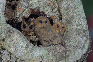 Collared Scops Owl-240509-228MSDCF-FYP00371-W.jpg (1866 visits) Collared Scops Owl at Telok Blangah Rise Collared Scops Owl-240509-228MSDCF-FYP00371-W.jpg
