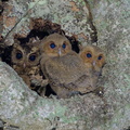 Collared_Scops_Owl-240509-228MSDCF-FYP00371-W.jpg