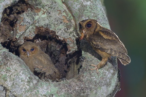 Collared Scops Owl-240509-228MSDCF-FYP00736-W.jpg (1909 visits) Collared Scops Owl at Telok Blangah Rise Collared Scops Owl-240509-228MSDCF-FYP00736-W.jpg