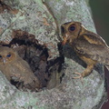 Collared Scops Owl-240509-228MSDCF-FYP00736-W.jpg