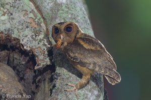 Collared Scops Owl-240509-228MSDCF-FYP00760-W.jpg (1896 visits) Collared Scops Owl at Telok Blangah Rise Collared Scops Owl-240509-228MSDCF-FYP00760-W.jpg