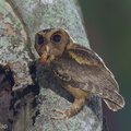 Collared Scops Owl-240509-228MSDCF-FYP00760-W.jpg