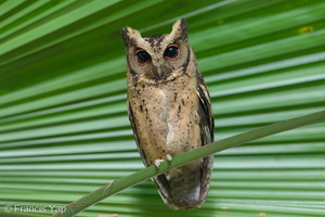 Collared Scops Owl-251201-138FRYAP-FYA09104-W.jpg