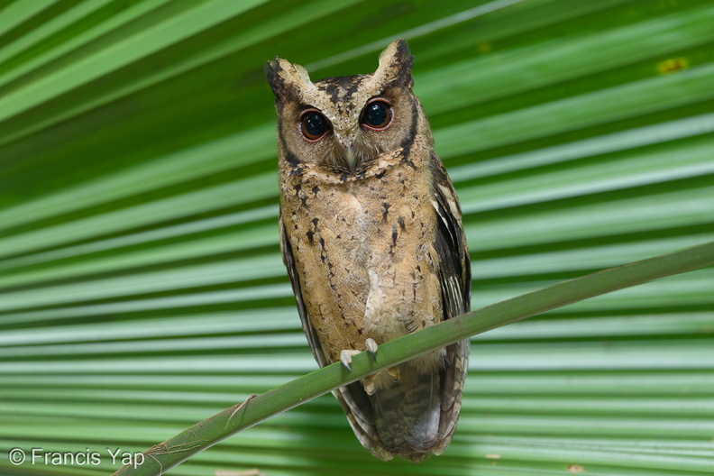 Collared_Scops_Owl-251201-138FRYAP-FYA09104-W.jpg