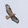 Common_Buzzard-121108-103EOS1D-FY1X7068-W.jpg