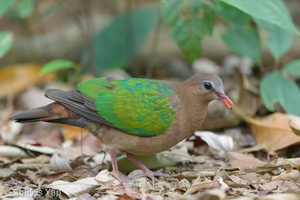 Common Emerald Dove-150130-120EOS1D-FY1X1542-W.jpg