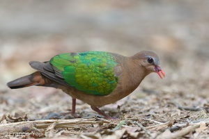 Common Emerald Dove-150130-120EOS1D-FY1X1605-W.jpg