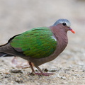 Common_Emerald_Dove-221214-160MSDCF-FYP04702-W.jpg
