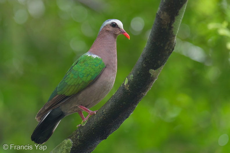 Common_Emerald_Dove-251122-134FRYAP-FYA04218-W.jpg