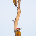 Common_Flameback-120222-110EOS7D-IMG_6436-W.jpg