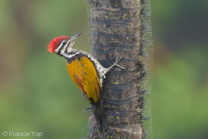 Common Flameback-181205-114ND500-FYP_2840-W.jpg (4691 visits) Common Flameback at Jelutong Tower Common Flameback-181205-114ND500-FYP_2840-W.jpg