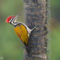 Common_Flameback-181205-114ND500-FYP_2840-W.jpg