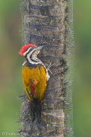 Common Flameback-181205-114ND500-FYP_3028-W.jpg (4663 visits) Common Flameback at Jelutong Tower Common Flameback-181205-114ND500-FYP_3028-W.jpg