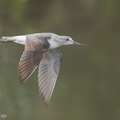 Common_Greenshank-171024-105ND500-FYP_2002-W.jpg
