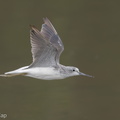 Common_Greenshank-171024-105ND500-FYP_2066-W.jpg
