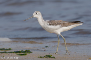 Common Greenshank-171210-106ND500-FYP_3365-W.jpg