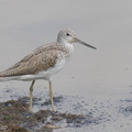 Common_Greenshank-200321-113MSDCF-FYP03514-W.jpg