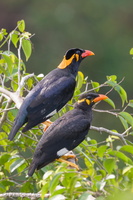 Common Hill Myna-170602-100ND500-FYP_4898-W.jpg