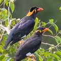 Common_Hill_Myna-170602-100ND500-FYP_4898-W.jpg