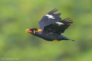 Common Hill Myna-181019-111ND500-FYP_9234-W.jpg