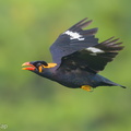 Common_Hill_Myna-181019-111ND500-FYP_9234-W.jpg