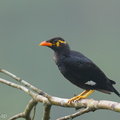 Common_Hill_Myna-250509-106FRYAP-FYA05171-W.jpg