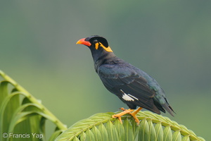 Common Hill Myna-251126-136FRYAP-FYA01210-W.jpg