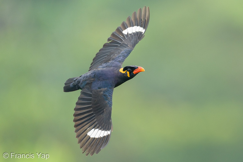 Common_Hill_Myna-260821-203FRYAP-FYA06958-W.jpg