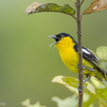 Common_Iora-110327-101EOS1D-FYAP4293-W.jpg
