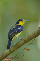 Common Iora-140424-115EOS1D-FY1X8027-W.jpg (4526 visits) Common Iora at Bidadari Common Iora-140424-115EOS1D-FY1X8027-W.jpg