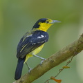 Common_Iora-140424-115EOS1D-FY1X8027-W.jpg