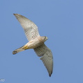 Common_Kestrel-220116-136MSDCF-FRY03162-W.jpg